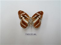 藏品(殘眉線蛺蝶)的圖片